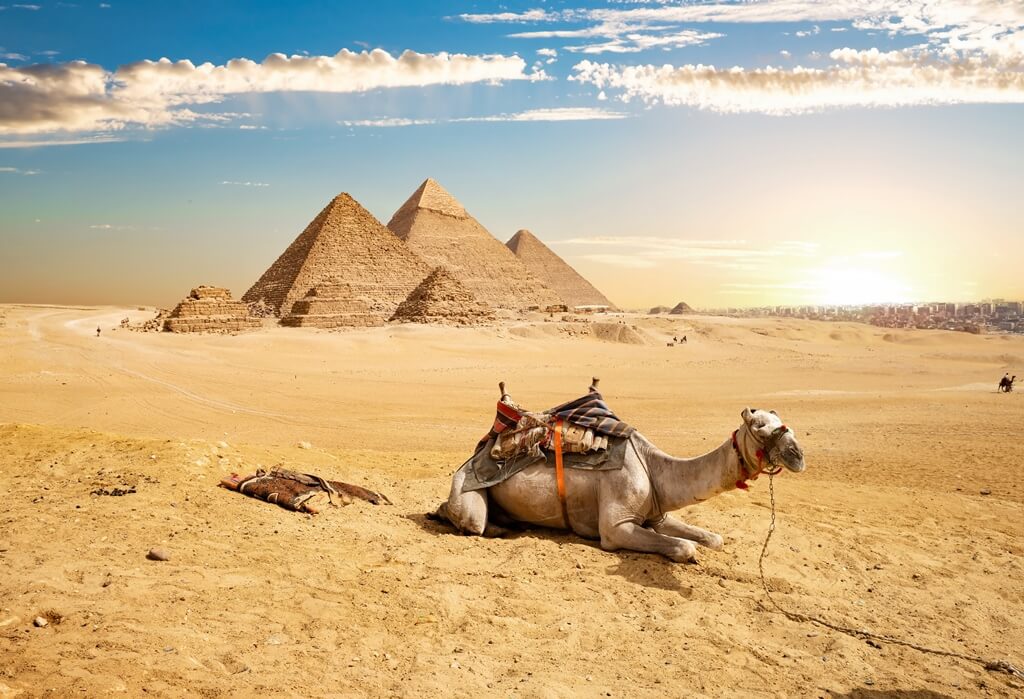 Camelo deitado na areia do deserto, em frente às pirâmides 

 